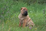 SHAR-PEI 804